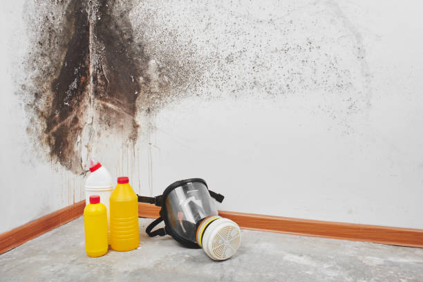 Best Office Mold Removal Services  in Pequot Lakes, MN
