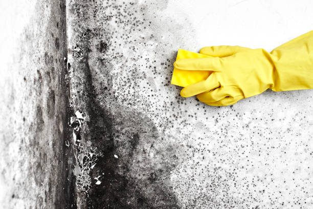 Best Attic Mold Removal  in Pequot Lakes, MN