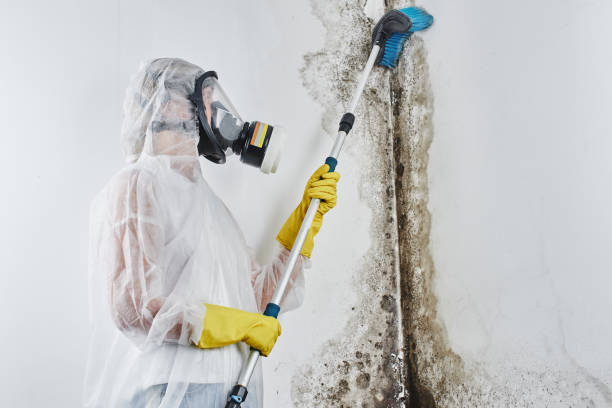 Best Residential Mold Removal  in Pequot Lakes, MN