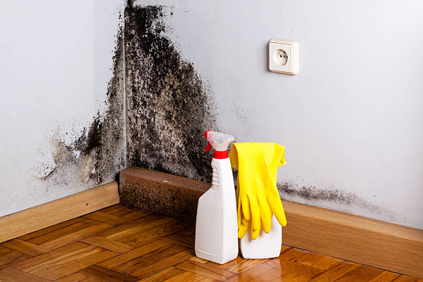 Mold Testing and Removal in Pequot Lakes, MN