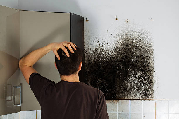 Best Office Mold Removal Services  in Pequot Lakes, MN