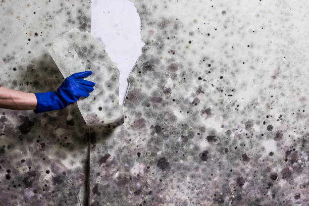 Trusted Pequot Lakes, MN Mold Removal Experts