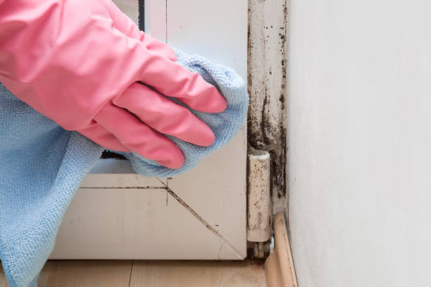 Certified Mold Removal in Pequot Lakes, MN