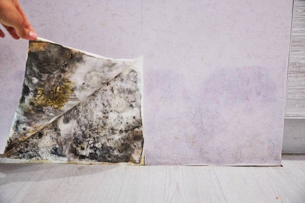 Best Certified Mold Removal  in Pequot Lakes, MN
